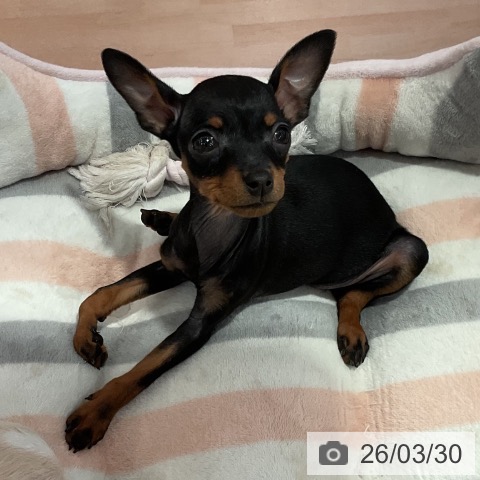 愛知県のミニチュアピンシャー (ペットプラス 名古屋茶屋店/2026年1月19日生まれ/女の子/ブラックタン)の子犬の4枚目の画像