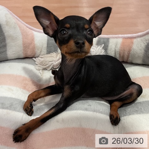 愛知県のミニチュアピンシャー (ペットプラス 名古屋茶屋店/2026年1月19日生まれ/女の子/ブラックタン)の子犬の3枚目の画像