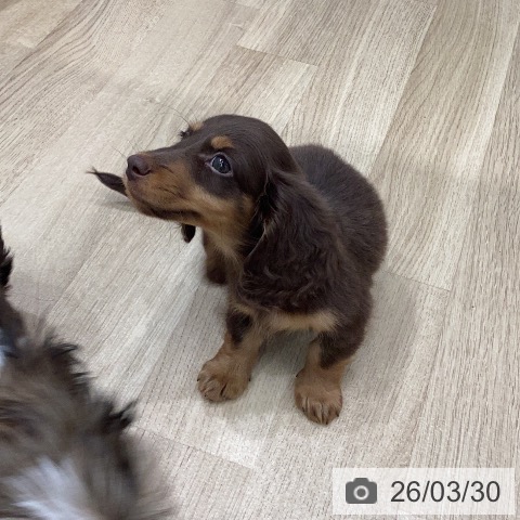 岐阜県のミニチュアダックスフンド(ロング) (ペットプラス 各務原店/2026年1月23日生まれ/男の子/チョコレートタン)の子犬の4枚目の画像