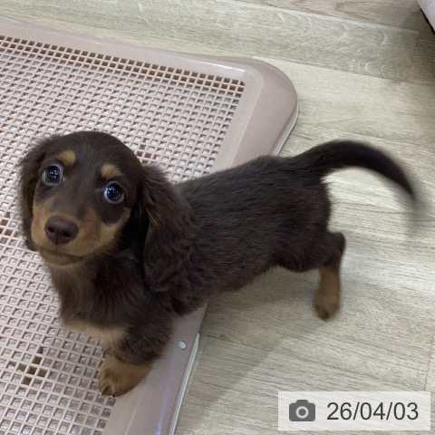 岐阜県のミニチュアダックスフンド(ロング) (ペットプラス 各務原店/2026年1月23日生まれ/男の子/チョコレートタン)の子犬の3枚目の画像