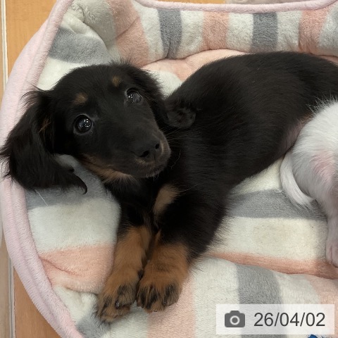 三重県のミニチュアダックスフンド(ロング) (ペットプラス 東員店/2026年1月23日生まれ/女の子/ブラックタン)の子犬の4枚目の画像