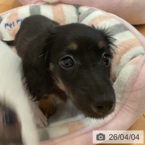 三重県のミニチュアダックスフンド(ロング) (ペットプラス 東員店/2026年1月23日生まれ/女の子/ブラックタン)の子犬の4枚目の画像