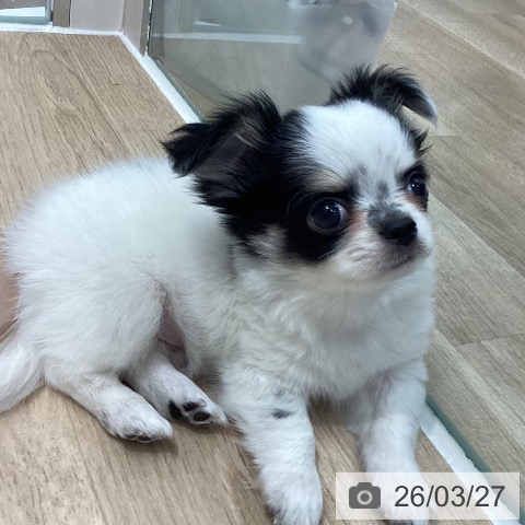 岐阜県のチワワ(ロング) (ペットプラス 各務原店/2026年1月23日生まれ/男の子/ホワイトブラッククリーム)の子犬の4枚目の画像