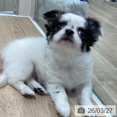 岐阜県のチワワ(ロング) (ペットプラス 各務原店/2026年1月23日生まれ/男の子/ホワイトブラッククリーム)の子犬の3枚目の画像