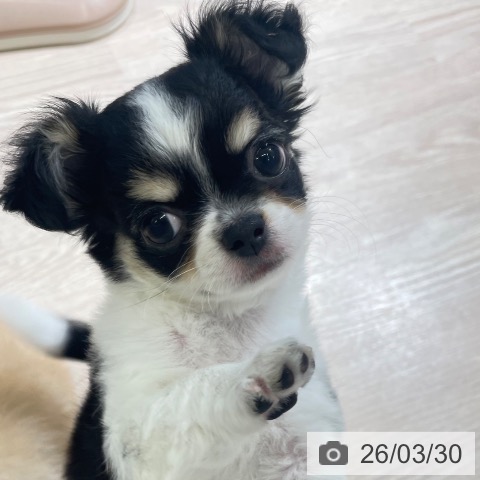 富山県のチワワ(ロング) (ペットプラス 高岡店/2026年1月23日生まれ/女の子/ブラックタンホワイト)の子犬の3枚目の画像