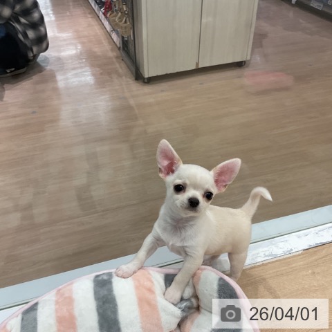 愛知県のチワワ(ロング) (ペットプラス 東浦店/2026年1月23日生まれ/男の子/クリーム)の子犬の4枚目の画像