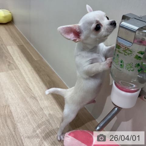 愛知県のチワワ(ロング) (ペットプラス 東浦店/2026年1月23日生まれ/男の子/クリーム)の子犬の3枚目の画像