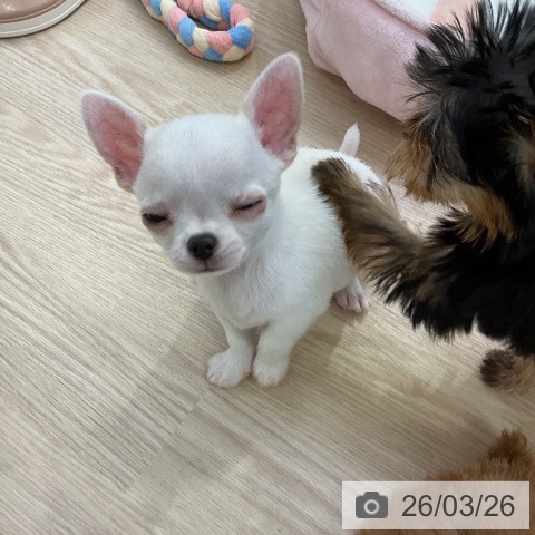 チワワの写真