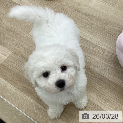 ビション・フリーゼの写真