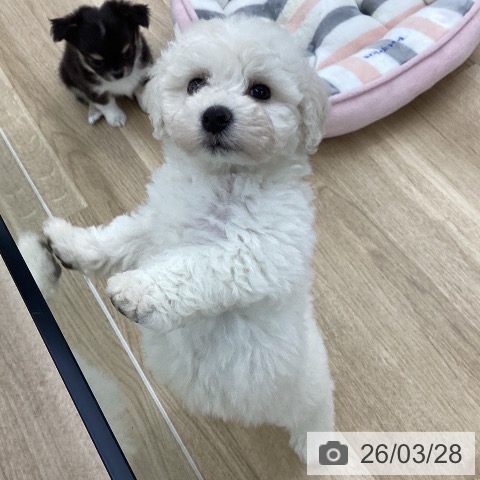 ビション・フリーゼの写真