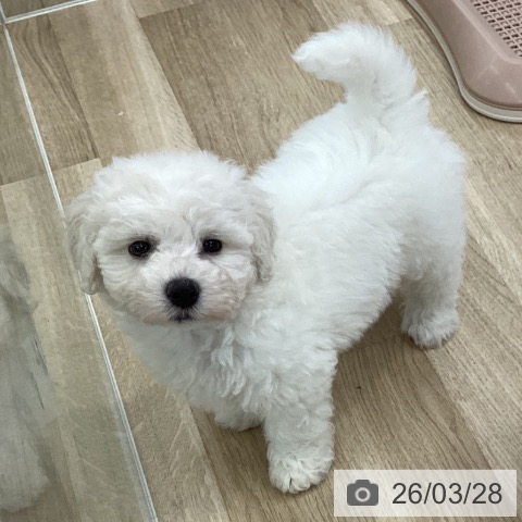 ビション・フリーゼの写真