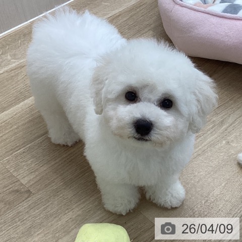 愛知県のビションフリーゼ (ペットプラス 千音寺店/2026年1月19日生まれ/男の子/ホワイト)の子犬の4枚目の画像