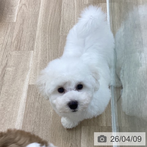 愛知県のビションフリーゼ (ペットプラス 千音寺店/2026年1月19日生まれ/男の子/ホワイト)の子犬の3枚目の画像