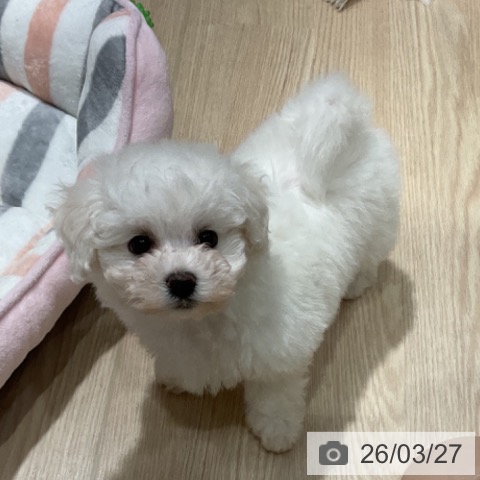 愛知県のビションフリーゼ (ペットプラス イオンモール長久手店/2026年1月19日生まれ/女の子/ホワイト)の子犬の4枚目の画像