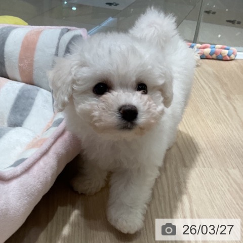 愛知県のビションフリーゼ (ペットプラス イオンモール長久手店/2026年1月19日生まれ/女の子/ホワイト)の子犬の3枚目の画像