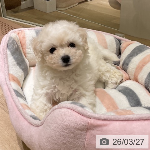 愛知県のビションフリーゼ (ペットプラス イオンモール豊川店/2026年1月19日生まれ/女の子/ホワイト)の子犬の3枚目の画像
