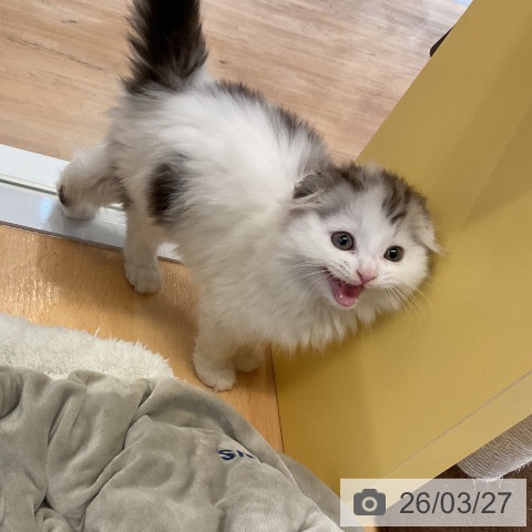 愛知県のスコティッシュフォールド (ペットプラス mozoワンダーシティ店/2026年1月23日生まれ/男の子/シルバータビーホワイト)の子猫の3枚目の画像
