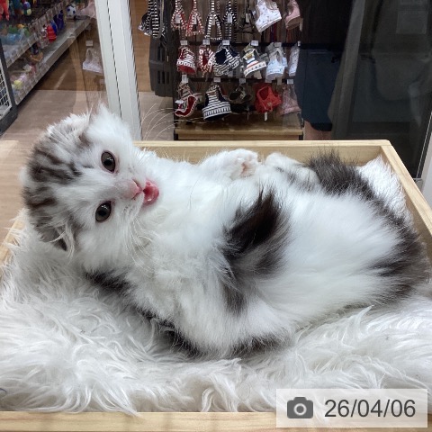 愛知県のスコティッシュフォールド (ペットプラス mozoワンダーシティ店/2026年1月23日生まれ/男の子/シルバータビーホワイト)の子猫の3枚目の画像