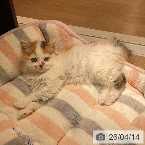 愛知県のスコティッシュフォールド (ペットプラス イオンモール豊川店/2026年1月23日生まれ/女の子/キャリコ)の子猫の4枚目の画像