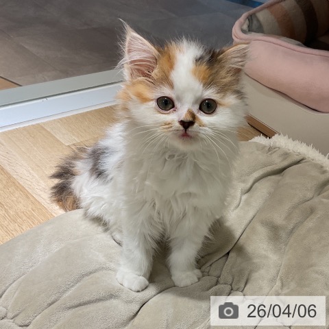 愛知県のスコティッシュフォールド (ペットプラス イオンモール豊川店/2026年1月23日生まれ/女の子/キャリコ)の子猫の3枚目の画像