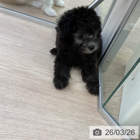 トイ・プードルの写真