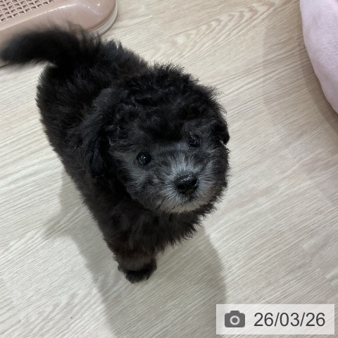 トイ・プードルの写真