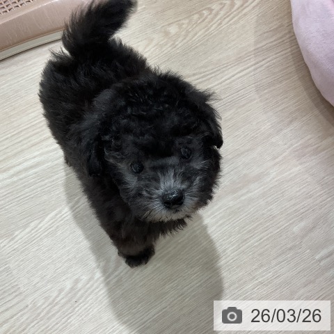 トイ・プードルの写真