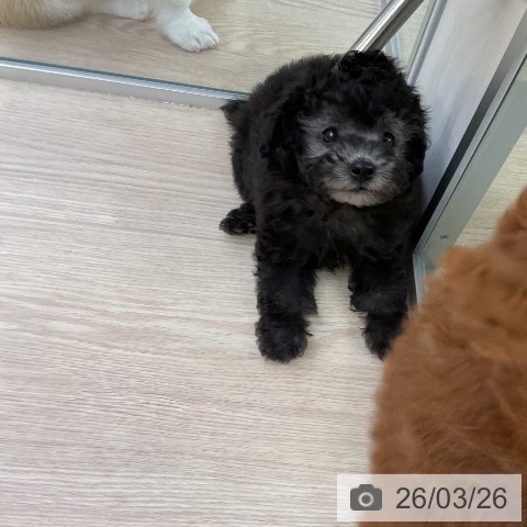 トイ・プードルの写真