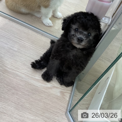 トイ・プードルの写真