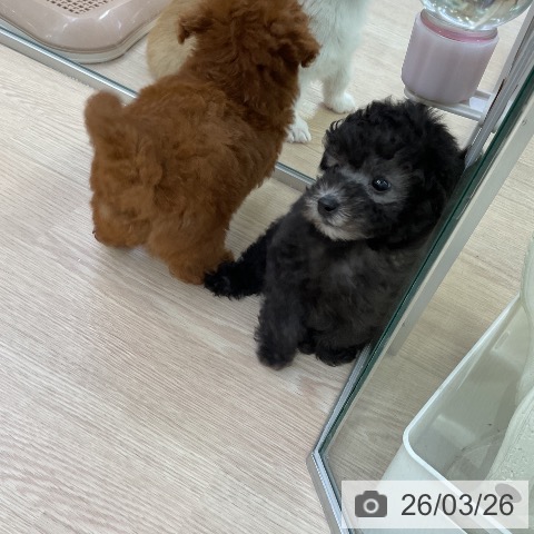 トイ・プードルの写真