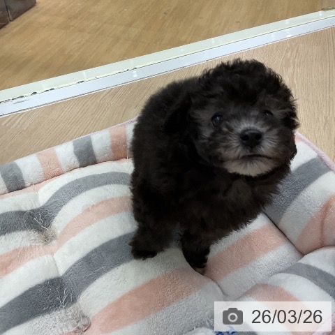 トイ・プードルの写真