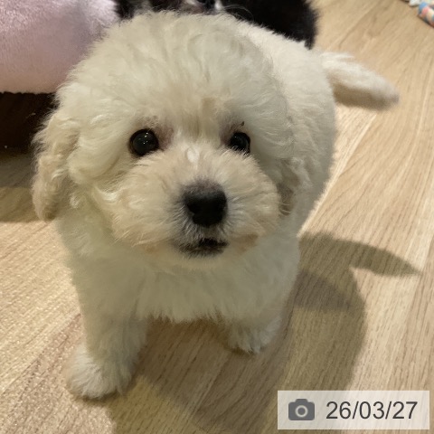 愛知県のトイプードル(トイ) (ペットプラス 岡崎店/2026年1月23日生まれ/女の子/ホワイト)の子犬の3枚目の画像