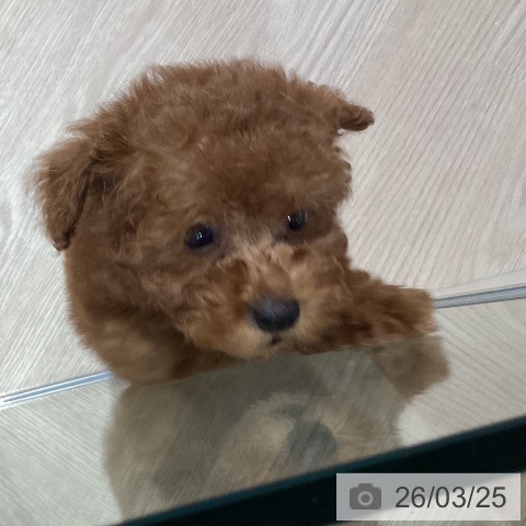 トイ・プードルの写真