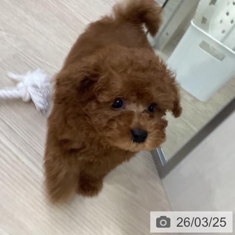 トイ・プードルの写真