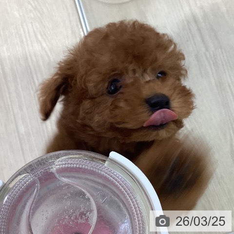 トイ・プードルの写真