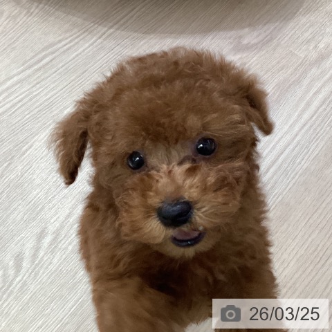 トイ・プードルの写真