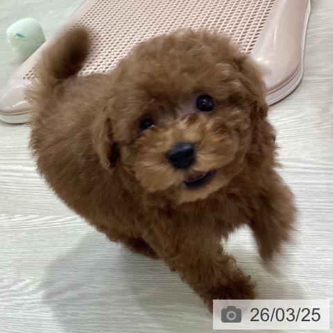 トイ・プードルの写真