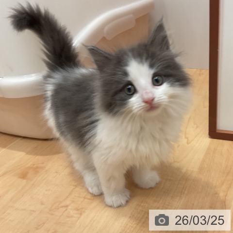 ノルウェージャンフォレストキャットの写真