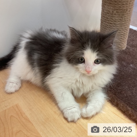 ノルウェージャンフォレストキャットの写真