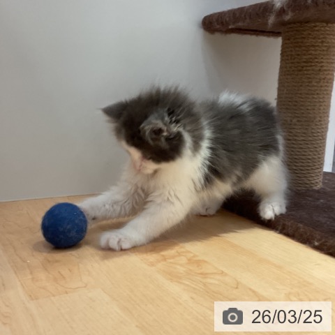 ノルウェージャンフォレストキャットの写真