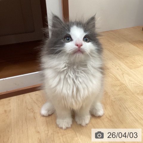 愛知県のノルウェージャンフォレストキャット (ペットプラス 名古屋茶屋店/2026年1月23日生まれ/男の子/ブルーホワイト)の子猫の3枚目の画像