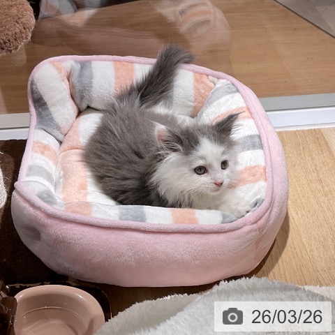 ノルウェージャンフォレストキャットの写真