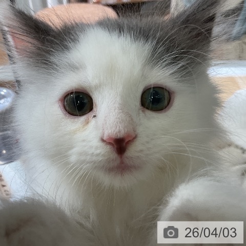 愛知県のノルウェージャンフォレストキャット (ペットプラス イオンモール豊川店/2026年1月23日生まれ/女の子/ブルーホワイト)の子猫の4枚目の画像