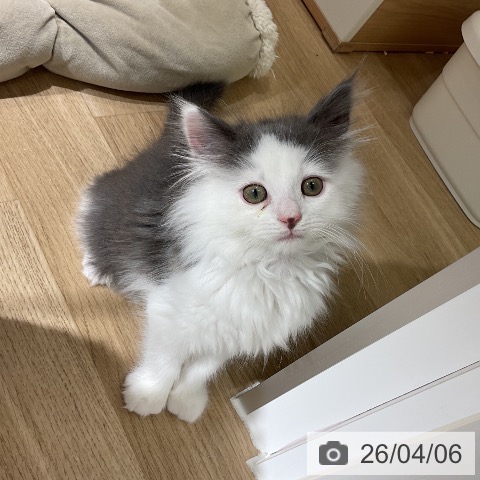 愛知県のノルウェージャンフォレストキャット (ペットプラス イオンモール豊川店/2026年1月23日生まれ/女の子/ブルーホワイト)の子猫の3枚目の画像