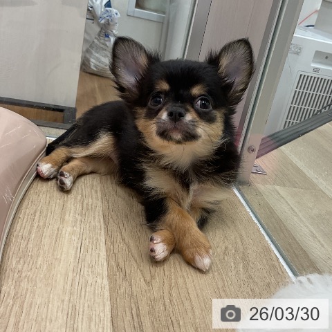 愛知県のチワワ(ロング) (ペットプラス イオンモール豊川店/2026年1月24日生まれ/女の子/ブラックタンホワイト)の子犬の3枚目の画像