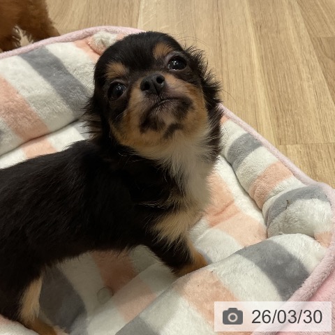 三重県のチワワ(ロング) (ペットプラス 鈴鹿店/2026年1月24日生まれ/女の子/ブラックタンホワイト)の子犬の4枚目の画像