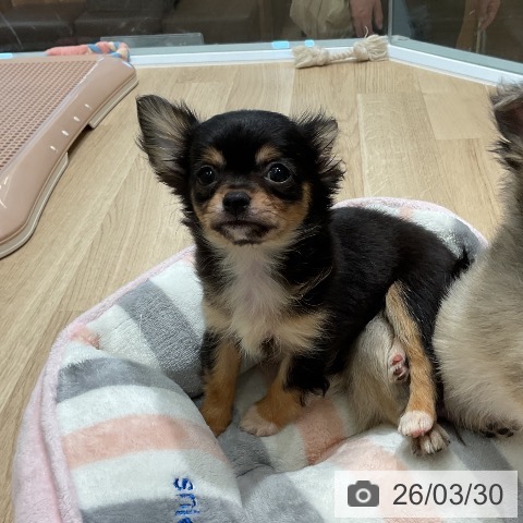 三重県のチワワ(ロング) (ペットプラス 鈴鹿店/2026年1月24日生まれ/女の子/ブラックタンホワイト)の子犬の3枚目の画像