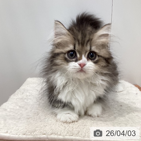 愛知県のミヌエット (ペットプラス 名古屋茶屋店/2026年1月22日生まれ/女の子/ブラウンタビーホワイト)の子猫の3枚目の画像