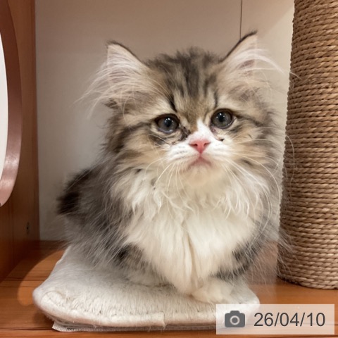 愛知県のミヌエット (ペットプラス 名古屋茶屋店/2026年1月22日生まれ/女の子/ブラウンタビーホワイト)の子猫の4枚目の画像