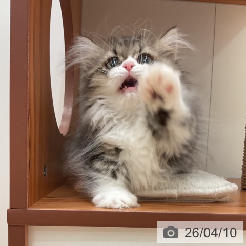 愛知県のミヌエット (ペットプラス 名古屋茶屋店/2026年1月22日生まれ/女の子/ブラウンタビーホワイト)の子猫の3枚目の画像